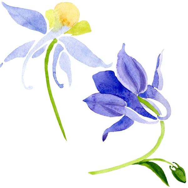 Mavi sarı brugmansia çiçek botanik çiçekler. Suluboya arka plan seti. İzole brugmansia illüstrasyon elemanı.