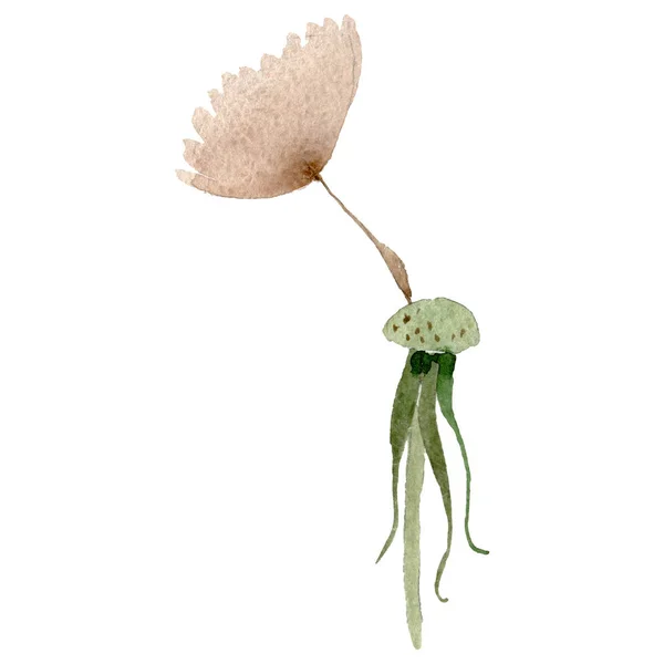 Dandelion foulačku se semeny. Vodný obrázek pozadí-barevný. Ojedinělý prvek ilustrace rostliny. — Stock fotografie