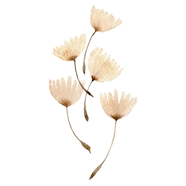 Πικραλίδα με σπόρους. Σύνολο εικονογράφησης φόντου. Μεμονωμένο στοιχείο απεικόνισης φυτών. — Φωτογραφία Αρχείου