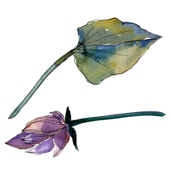 Lotus flores botânicas florais. Conjunto de ilustração de fundo aquarela. Elemento de ilustração de lótus isolado . — Fotografia de Stock