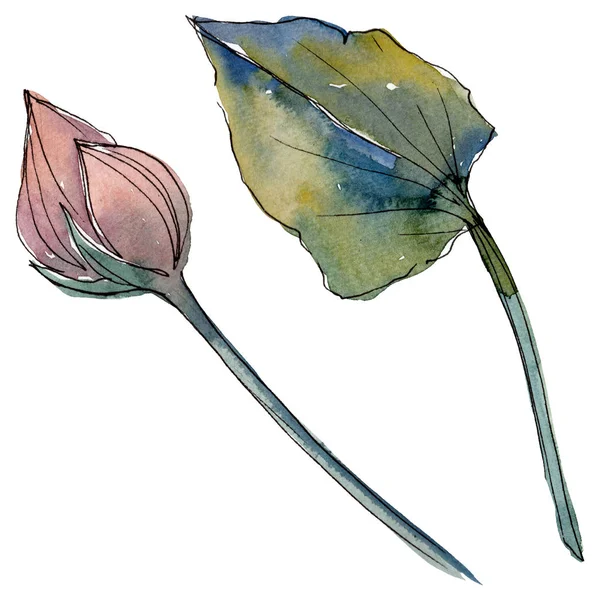 Lotus çiçek botanik çiçekler. Suluboya arka plan illüstrasyon seti. İzole lotus illüstrasyon elemanı.