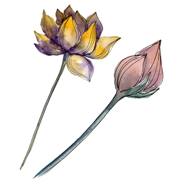 Lotus bloemen botanische bloemen. Aquarel achtergrond illustratie instellen. Geïsoleerd Lotus illustratie-element. — Stockfoto