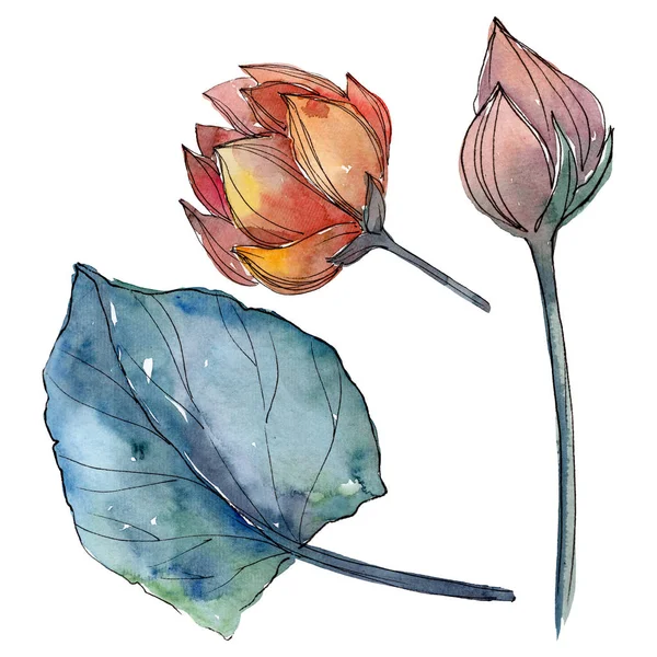 Цветки цветка лотоса. Набор акварельных фонов. Изолированный элемент иллюстрации лотоса . — стоковое фото