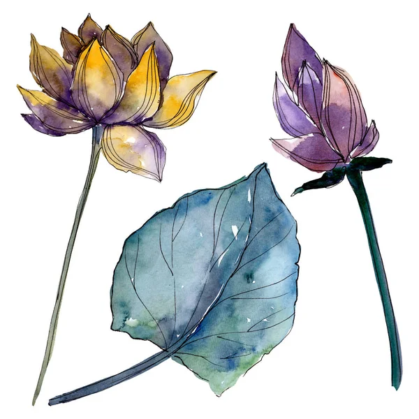 Lotus flores botânicas florais. Conjunto de ilustração de fundo aquarela. Elemento de ilustração de lótus isolado . — Fotografia de Stock