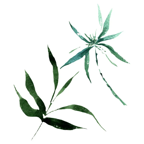 Folhas verdes de bambu e talos. Conjunto de ilustração de fundo aquarela. Elemento de ilustração de bambu isolado . — Fotografia de Stock