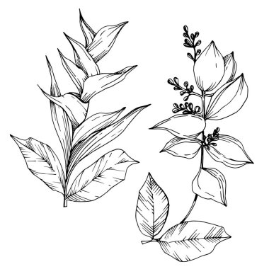 Vektör Tropikal çiçekler ve izole yaprakları. Siyah ve beyaz oyulmuş mürekkep sanatı. İzole bitki illüstrasyon elemanı.