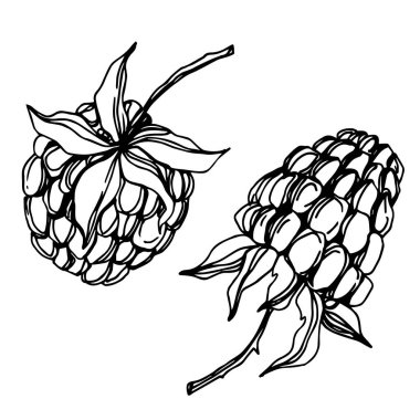 Vektör Ahududu sağlıklı gıda taze berry izole eleman. Siyah beyaz oyulmuş mürekkep sanatı.