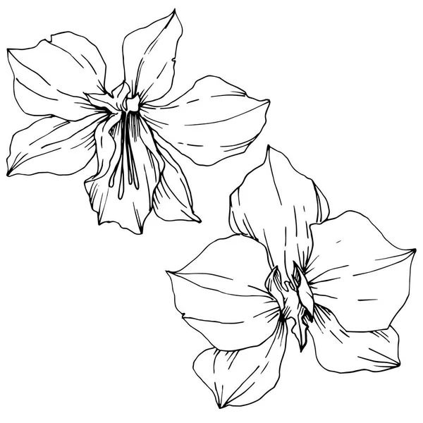 벡터 열대 꽃과 잎이 고립되어 있습니다. 흑백 잉크 아트가 새겨져 있습니다. 고립 된 식물 그림 요소. — 스톡 벡터