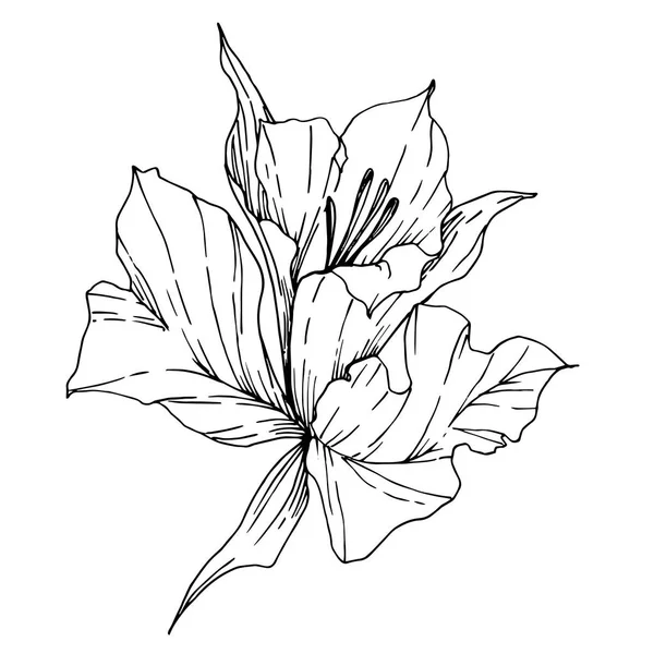 Vektor tropiska blommor och lämnar isolerade. Svart och vit graverad bläck konst. Isolerad växt illustration element. — Stock vektor