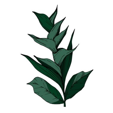 Vektör Tropikal çiçekler ve izole yaprakları. Siyah ve beyaz oyulmuş mürekkep sanatı. İzole bitki illüstrasyon elemanı.