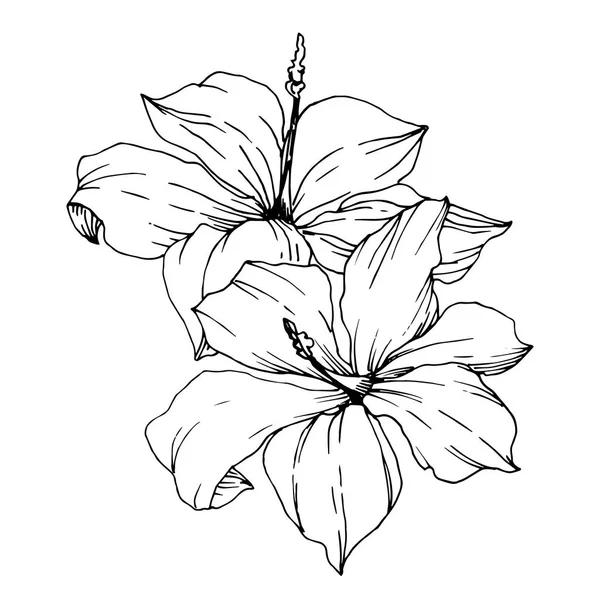 Vektor tropiska blommor och lämnar isolerade. Svart och vit graverad bläck konst. Isolerad växt illustration element. — Stock vektor