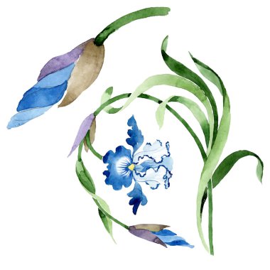 Süs çiçek botanik çiçekler. Suluboya arka plan illüstrasyon seti. İzole çiçek illüstrasyon elemanı.