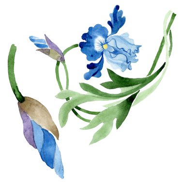 Süs çiçek botanik çiçekler. Suluboya arka plan illüstrasyon seti. İzole çiçek illüstrasyon elemanı.