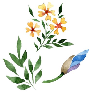 Süs çiçek botanik çiçekler. Suluboya arka plan illüstrasyon seti. İzole çiçek illüstrasyon elemanı.