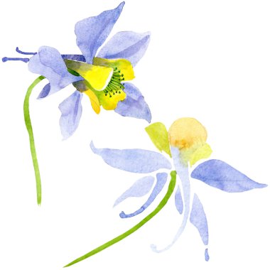 Mavi sarı brugmansia çiçek botanik çiçekler. Suluboya arka plan seti. İzole brugmansia illüstrasyon elemanı.