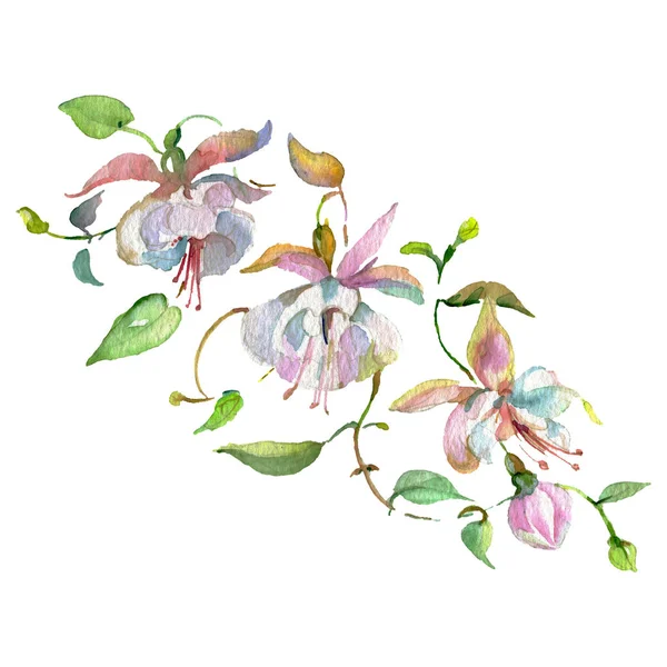 Ramo de flores botánicas florales. Conjunto de ilustración de fondo acuarela. Elemento de ilustración de ramo aislado . — Foto de Stock