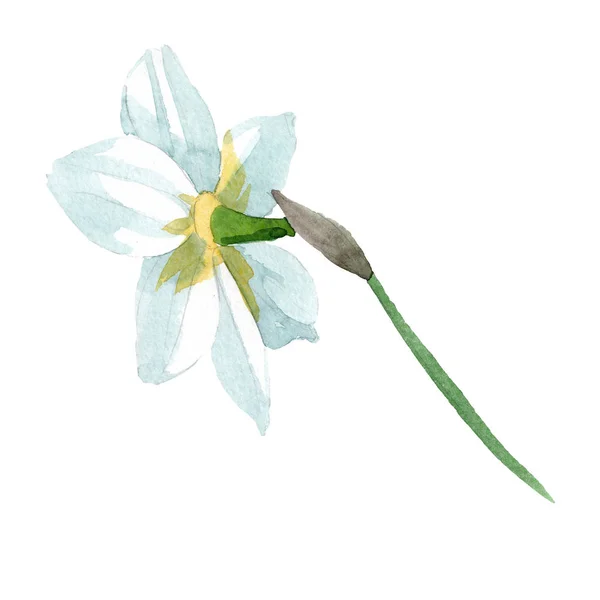 Flor botânica floral Narciso. Conjunto de fundo aquarela. Isolado elemento ilustração narciso . — Fotografia de Stock