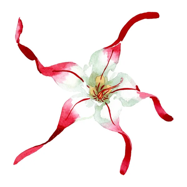 Strophanthus Floral botanische bloem. Aquarel achtergrond set. Geïsoleerde bloem illustratie element. — Stockfoto