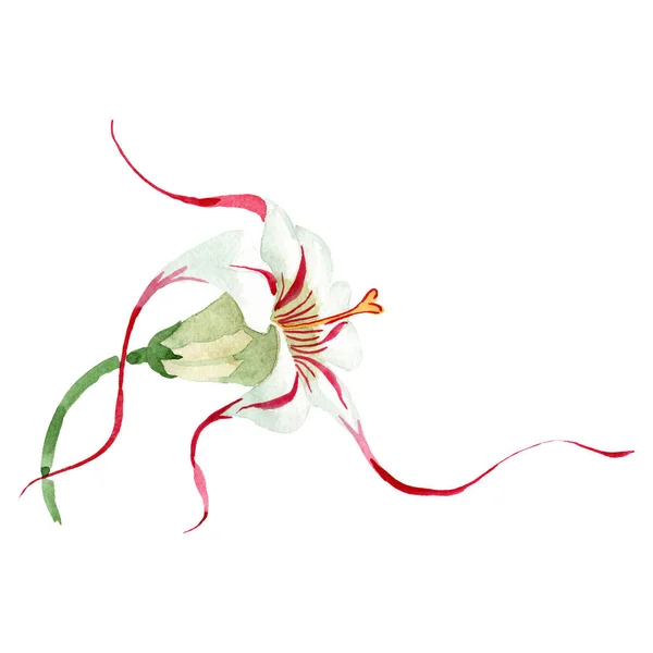 Strophanthus fleur botanique florale. Ensemble de fond aquarelle. Elément d'illustration de fleurs isolées . — Photo
