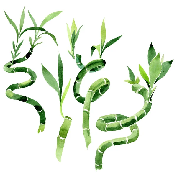 Draceana Sanderiana verde. Conjunto de fondo acuarela. Elemento aislado de ilustración de bambú de la suerte . —  Fotos de Stock