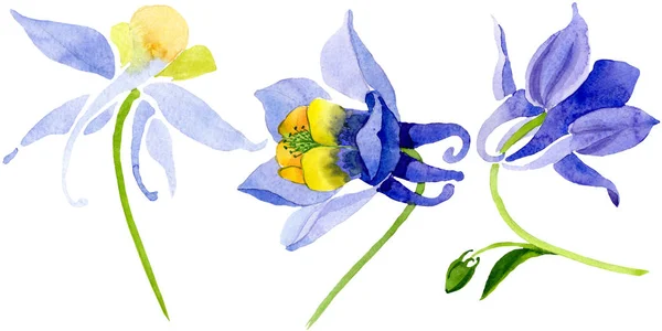 Modrý žlutý modgmansia květinové botanické květy. Barevné pozadí. Izolovaná Brugmansia-ilustrace. — Stock fotografie