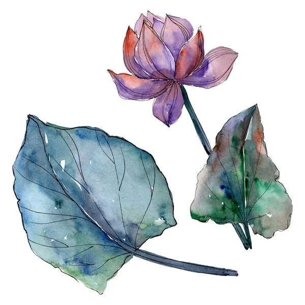 Lotus fleurs botaniques florales. Ensemble d'illustration de fond aquarelle. Élément d'illustration de lotus isolé . — Photo