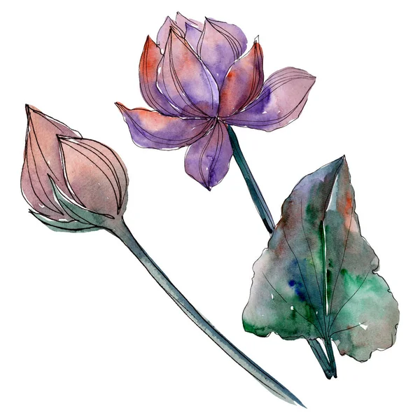 卡梅利亚花卉植物花 水彩背景插图集 孤立的卡梅利亚插图元素 图库照片 C Andreyanush 卡梅利亚花卉植物花 水彩背景插图集 孤立的卡梅利亚插图元素 图库照片 C Andreyanush