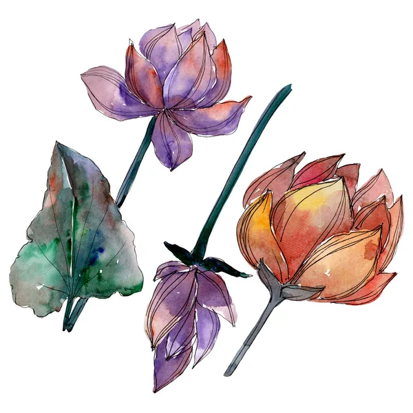 Lotus floral botanical flowers. Watercolor background illustration set. Isolated lotus illustration element.