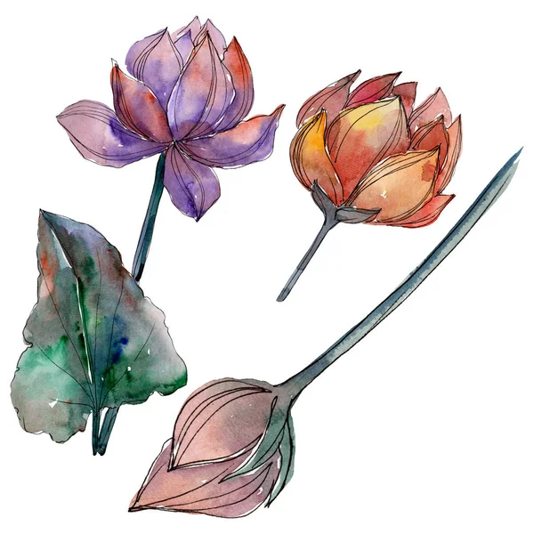 Lotus bloemen botanische bloemen. Aquarel achtergrond illustratie instellen. Geïsoleerd Lotus illustratie-element. — Stockfoto