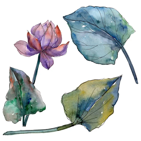 Lotusblüten, botanische Blumen. Aquarell Hintergrundillustration Set. isoliertes Lotus-Illustrationselement. — Stockfoto