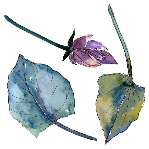 Lotus flores botânicas florais. Conjunto de ilustração de fundo aquarela. Elemento de ilustração de lótus isolado . — Fotografia de Stock