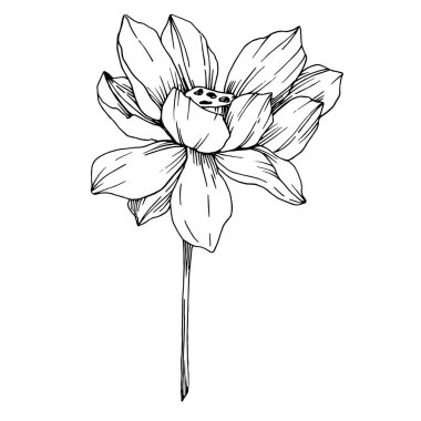 Vektör Lotus çiçek botanik çiçekler. Siyah ve beyaz oyulmuş mürekkep sanatı. İzole lotus illüstrasyon elemanı.