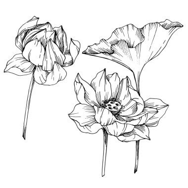 Vektör Lotus çiçek botanik çiçekler. Siyah ve beyaz oyulmuş mürekkep sanatı. İzole lotus illüstrasyon elemanı.