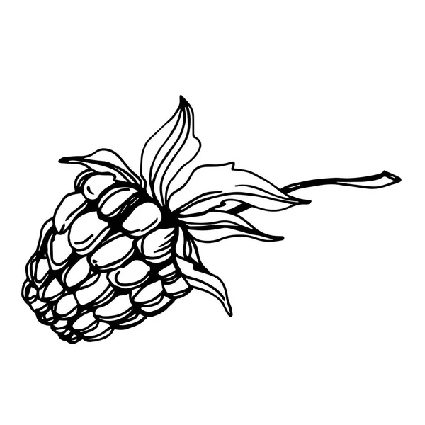 Vecteur framboise saine nourriture fraîche baie élément isolé. Encre gravée noir et blanc art . — Image vectorielle