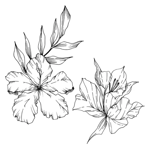 Vektor trópusi virágok és levelek elszigetelt. Fekete-fehér vésett tinta Art. Izolált növény illusztrációs elem. — Stock Vector