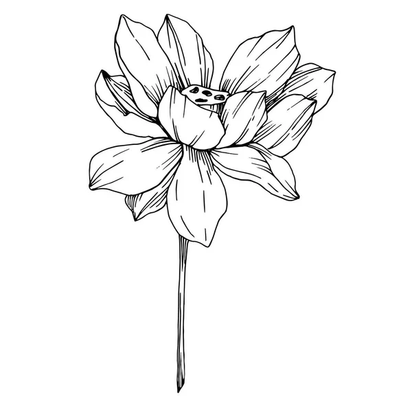 Vector Lotus flores botánicas florales. Tinta grabada en blanco y negro. Elemento de ilustración de loto aislado . — Vector de stock