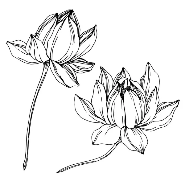 Vector Lotus flores botânicas florais. Tinta gravada a preto e branco. Elemento de ilustração de lótus isolado . — Vetor de Stock