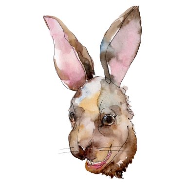 Tavşan baş çiftlik hayvan izole. Suluboya arka plan illüstrasyon seti. İzole tavşan illüstrasyon elemanı.