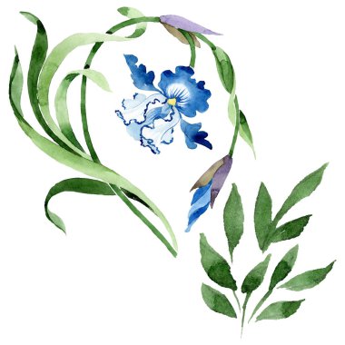 Süs çiçek botanik çiçekler. Suluboya arka plan illüstrasyon seti. İzole çiçek illüstrasyon elemanı.