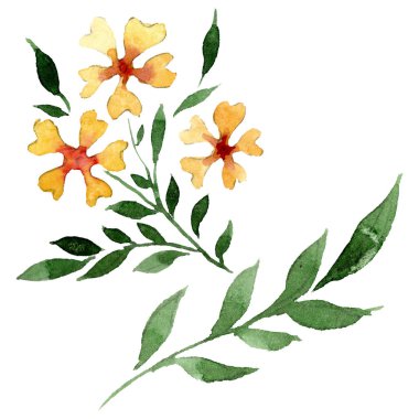 Süs çiçek botanik çiçekler. Suluboya arka plan illüstrasyon seti. İzole çiçek illüstrasyon elemanı.