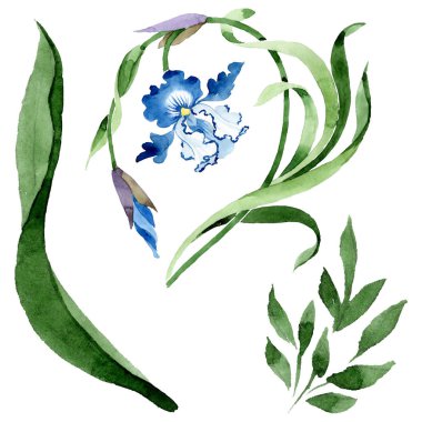 Süs çiçek botanik çiçekler. Suluboya arka plan illüstrasyon seti. İzole çiçek illüstrasyon elemanı.