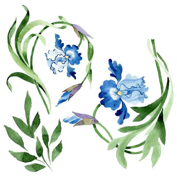 Ornament blommiga botaniska blommor. Akvarell bakgrund illustration uppsättning. Isolerad blomma illustration element. — Stockfoto