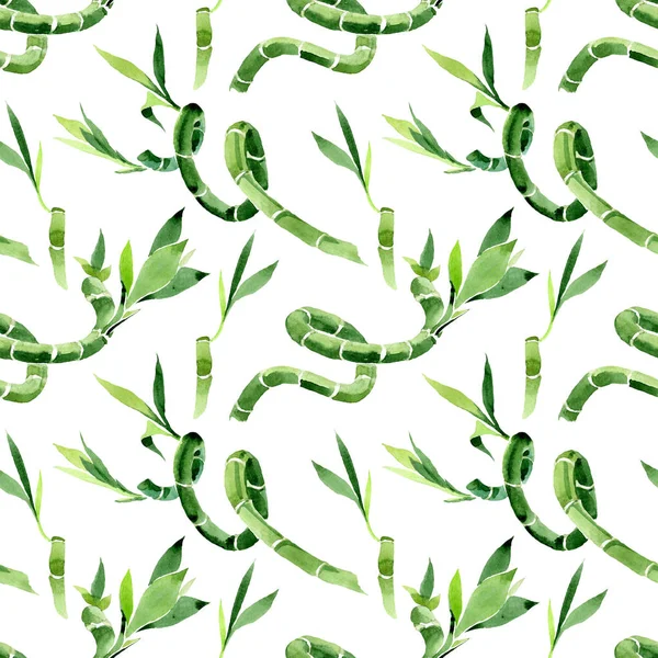 Draceana Sanderiana verde. Conjunto de ilustración de fondo acuarela. Patrón de fondo sin costuras . — Foto de Stock