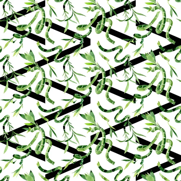 Zelená Draceana sanderiana. Vodný obrázek pozadí-barevný. Bezespání vzorek pozadí. — Stock fotografie