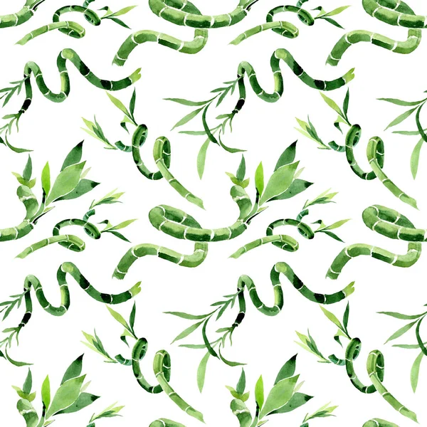 Draceana Sanderiana verde. Conjunto de ilustración de fondo acuarela. Patrón de fondo sin costuras . — Foto de Stock