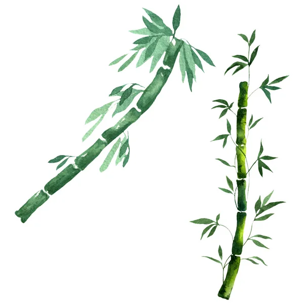 Bambu gröna blad och stjälkar. Akvarell bakgrund illustration uppsättning. Isolerad bambu illustration element. — Stockfoto