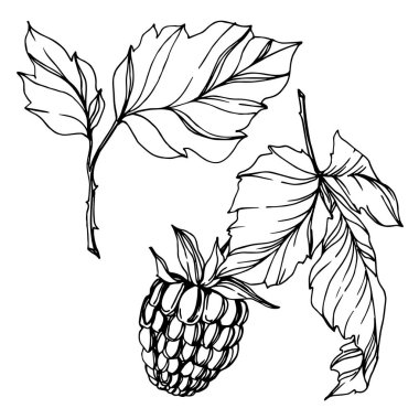 Vektör Ahududu sağlıklı gıda taze berry izole eleman. Siyah beyaz oyulmuş mürekkep sanatı.