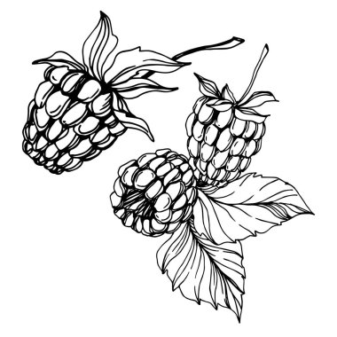 Vektör Ahududu sağlıklı gıda taze berry izole eleman. Siyah beyaz oyulmuş mürekkep sanatı.