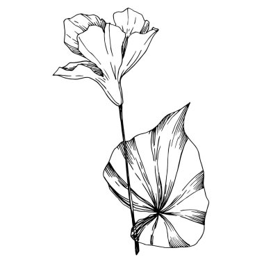 Vektör Tropikal çiçekler ve izole yaprakları. Siyah ve beyaz oyulmuş mürekkep sanatı. İzole bitki illüstrasyon elemanı.