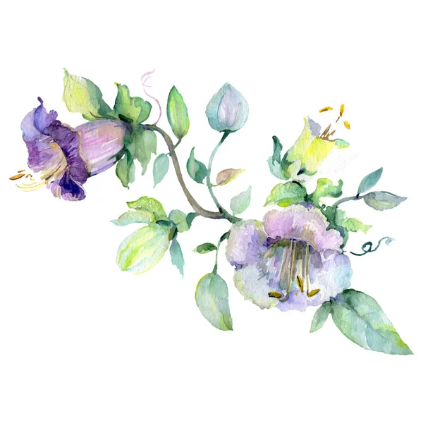 Bukiet kwiatowy kwiatów botanicznych. Zestaw tła akwarelowego. Element ilustracji na białym tle bukiety. — Zdjęcie stockowe